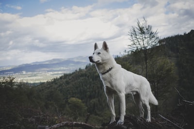 成年白人的德国牧羊犬白天站在木头分支
